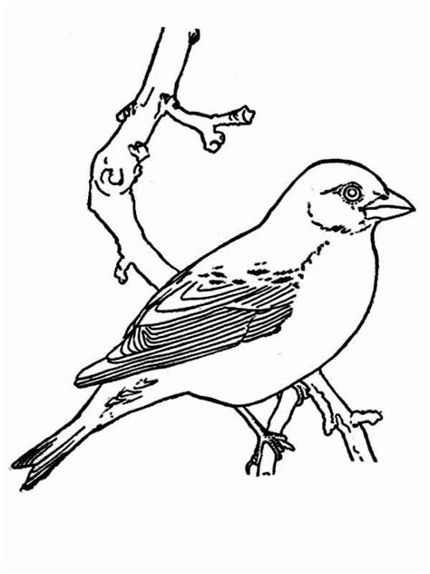 bird coloring pages bird drawings coloring pages
