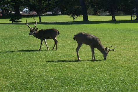pacific grove ca deer that roam through pacific grove photo picture image california at