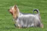 Billedresultat for Silky Terrier. størrelse: 156 x 104. Kilde: www.dog-learn.com