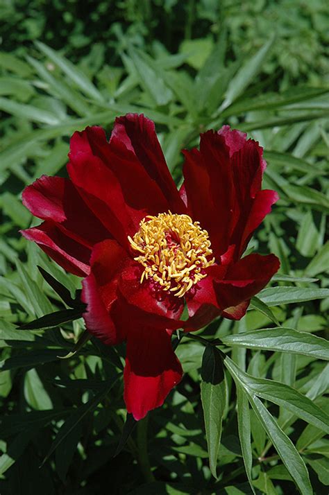 early scout peony paeonia early scout  richmond fairfax loudoun