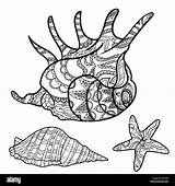 Conchiglie Seashells Seashell Impostare sketch template