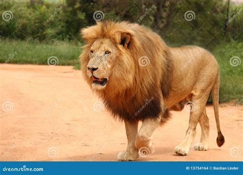 african lion walking stock images image