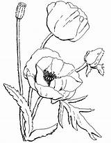California Coloring Poppy Flower Pages sketch template