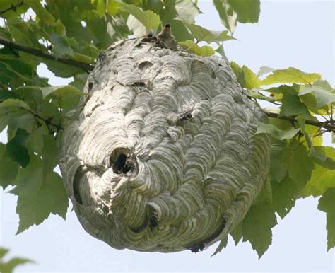 Wasp Nest Removal Safely Removing Nests Naturally
