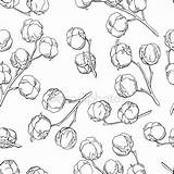Cotton Boll Drawing Plant Getdrawings Pattern sketch template
