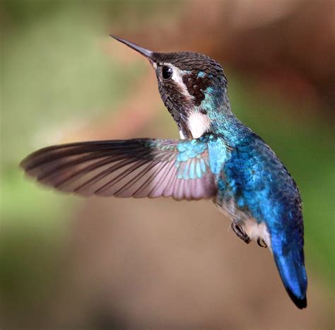 meet  bee hummingbird  smallest bird   world  pics