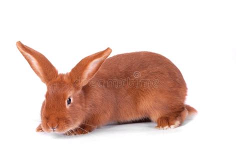 red rabbit stock image image  white smooth background