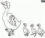 Duck Eend Patitos Ducklings Printable Pato Kuikens sketch template