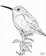Hummingbird Coloringbay Beija Colorir Fofo Imprimir Colorironline sketch template