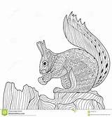 Zentangle Squirrel Adults Coloring Book Zenart Drawn Illustration Dreamstime Vector Hand sketch template