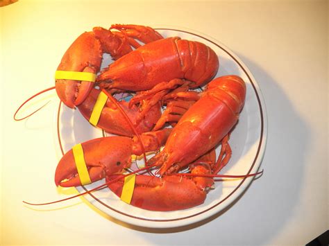 cooked maine lobster  stock photo public domain pictures