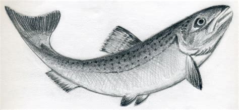 draw  fish