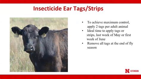 controlling horn flies on pastured cattle spring 2018 youtube