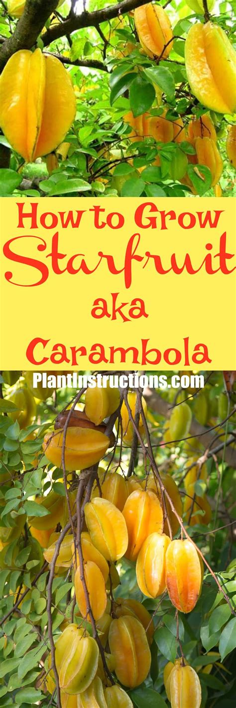 grow starfruit plant instructions