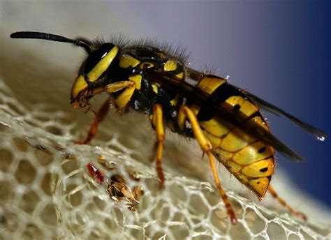 yellow jacket nest removal dos  donts abc humane wildlife control  prevention