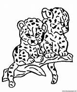 Leopardo Colorat Pantera Pintar Félins Jaguar Kolorowanki Pantere Panteras Coloriage Felins Gepardy Desene Animale P09 Planse Imagini Plansa Colorier Leopardy sketch template