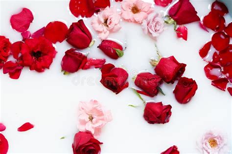 beautiful red  pink roses   milk bath concept  spa treatments