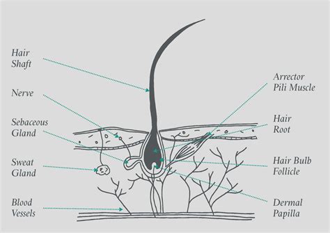 hair structure