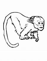 Coloring Pages Tamarin Colouring Monkey Tamarind Printable Primate Primates Emperor Papan Pilih Kids sketch template