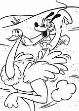 Coloring Mickey Mouse Safari Pages Pluto Chasing Ostrich Disney Popular Coloringsky Choose Board sketch template