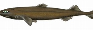 Afbeeldingsresultaten voor "etmopterus Princeps". Grootte: 303 x 90. Bron: fish-commercial-names.ec.europa.eu
