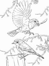 Rotkehlchen Pettirosso Robins Supercoloring Kleurplaten Roodborst Pigeon Pirografia Printables Acessar Kategorien sketch template