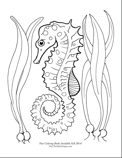 seahorse printable coloring pages