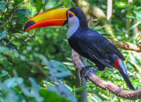 cannundrums toco toucan
