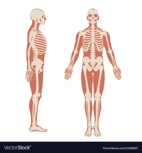 human skeleton front  side view men anatomy vector image