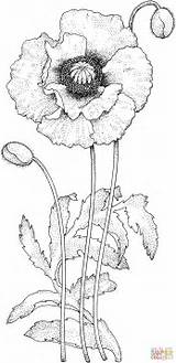 Poppy Supercoloring Printable sketch template