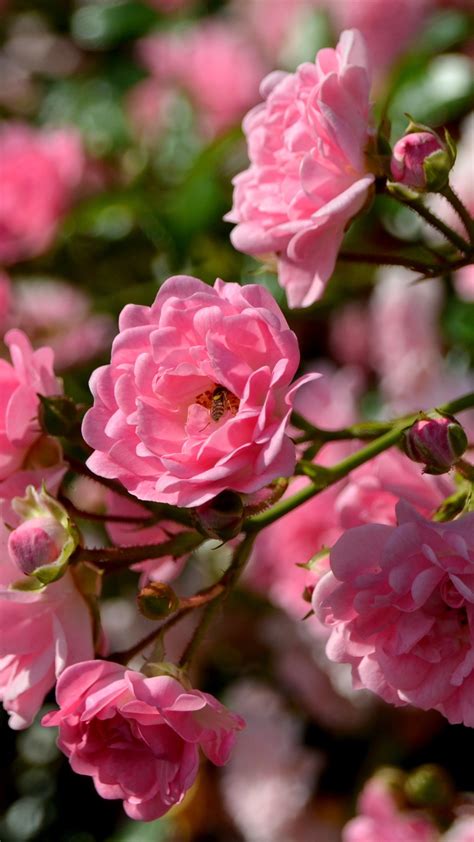 Wallpaper Pink Roses Bee Spring Flowers 3840x2160 Uhd 4k