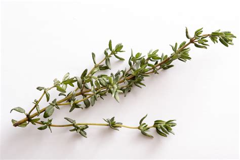 sprig  fresh thyme leaves  white  stock image