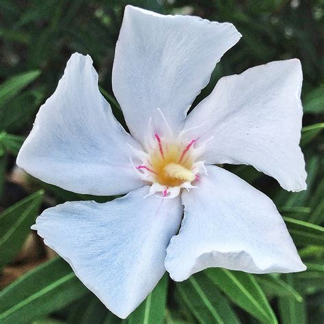 white oleander flower nerium oleander cultivar  flickr