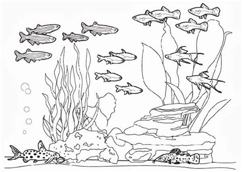 complete fish tank coloring page netart fish tank drawing fish