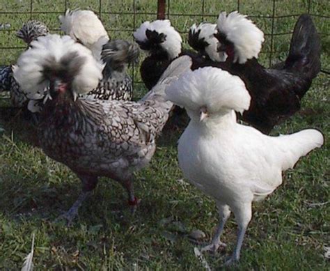 12 Utterly Bizarre Chicken Breeds