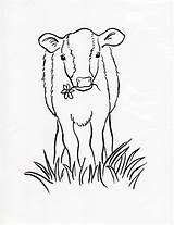 Calf Coloring Cow Drawing Printable Coloing Getdrawings Samanthasbell sketch template