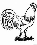 Coloring4free Rooster Giraffe Clipartmag Adults Drawn Getdrawings Clipground sketch template