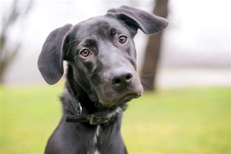 lab mix breeds top  labrador mixes marvelous dogs