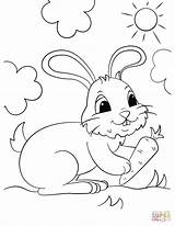 Rabbit Pages Coloring Cute Getcolorings Bunny sketch template