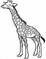 Giraffe Coloring Pages Adults Getcolorings sketch template