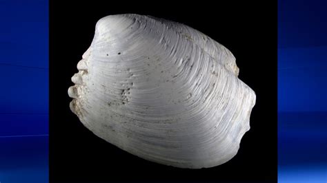 clam species    bcs coast ctv news