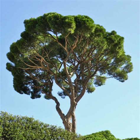 stone pine planting pruning  care   wonderful shade tree