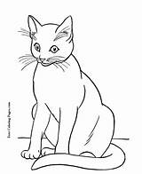 Coloring Pages Cats Cat sketch template