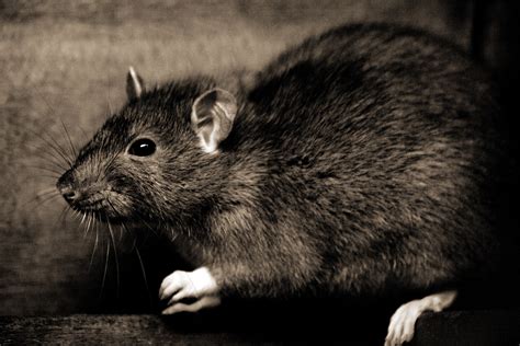 rats  plague reservoirs  medieval europe