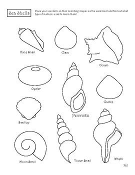 seashell shapes identification   time  learn tpt