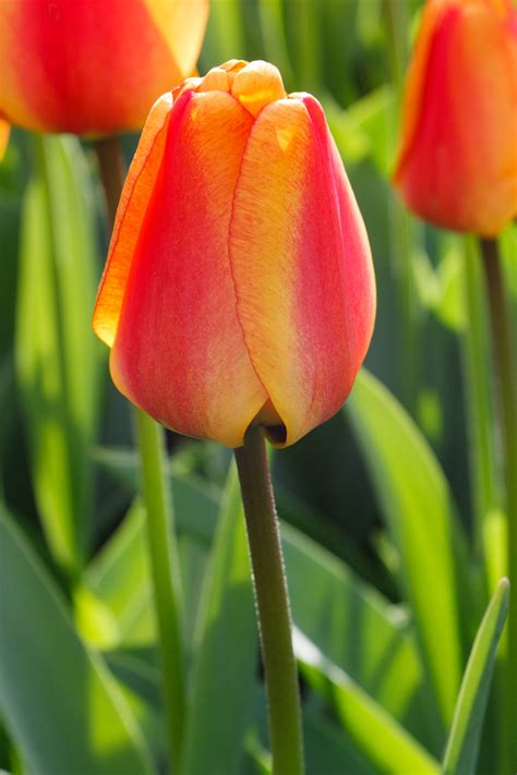 beautiful tulip  stock photo public domain pictures