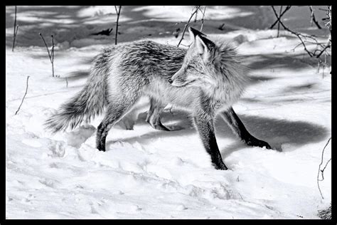 Red Fox In Snow Black And White Photograph By Geraldine