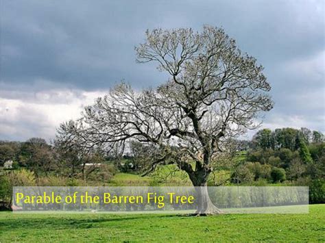 parable   barren fig tree powerpoint