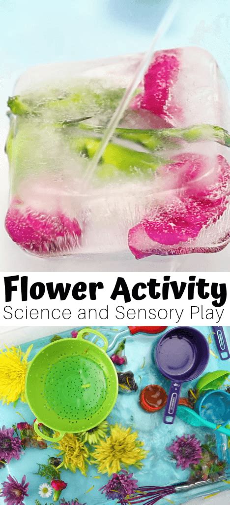 flower activities  preschoolers  spring science