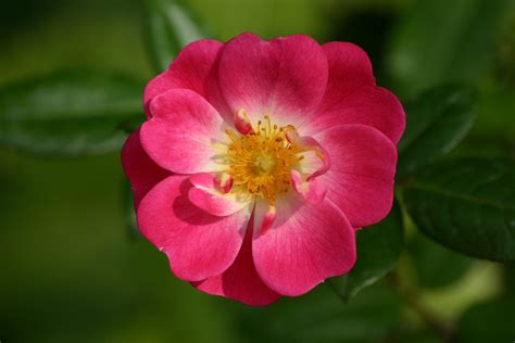 fleurs de rose les  belles  par bonjour nature